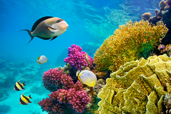 Sharm-El-Sheikh-Turu-4-Gece-2.png