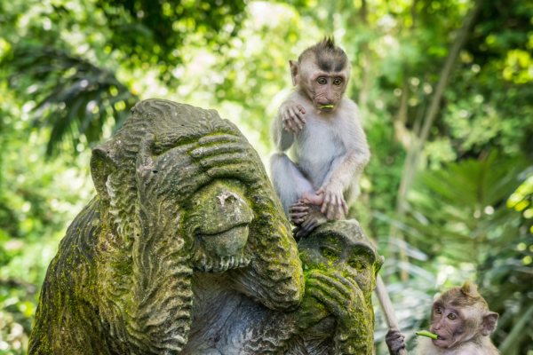 bali-ubud-turu-rotasi-1.png
