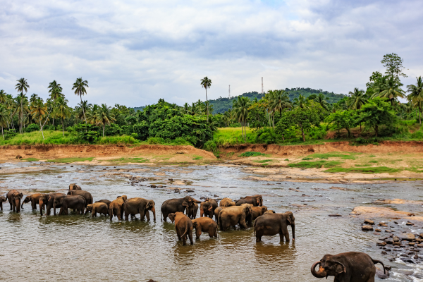 dolu-dolu-doga-harikasi-sri-lanka-turu-rotasi-2.png