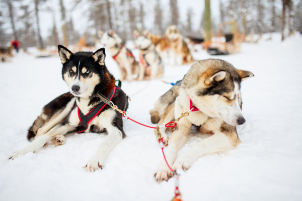 dolu-dolu-lapland-turu-beyaz-rotalar-haparanda-stadshotell-kapak.png