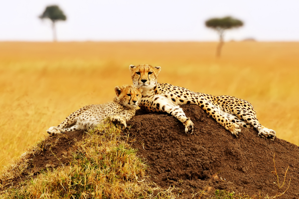 elegant-kenya-buyuk-goc-turu-turk-hava-yollari-ile-6-gece-4.png