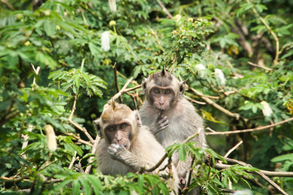 elegant-ubud-bali-kuala-lumpur-turu-air-asia-ile-5.png