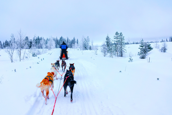kuzey-isiklari-lapland-turu-5.png