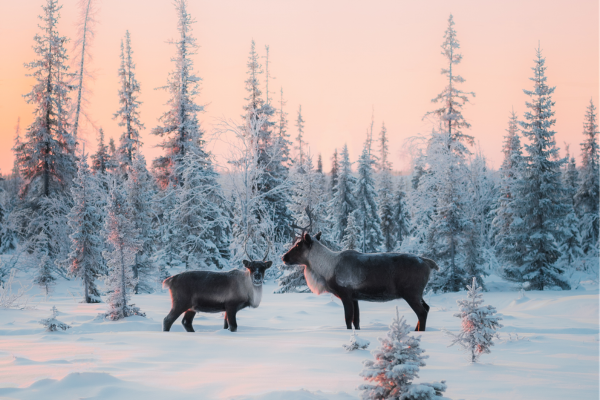 super-promo-lapland-turu-beyaz-rotalar-3-gece-olof-8.png